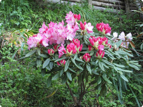 石楠花