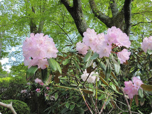 石楠花